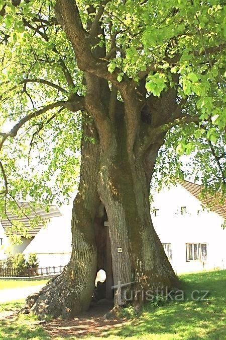 Árvore de tília velha de Praskoleska com um sino