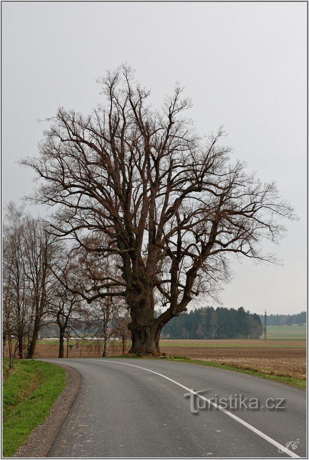 Praus lindetræer