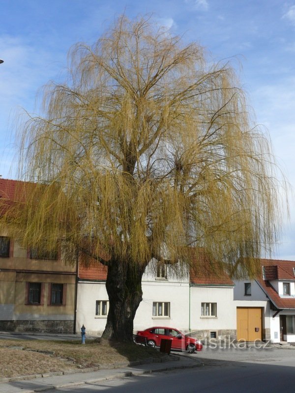 Regelmäßige dichte Krone