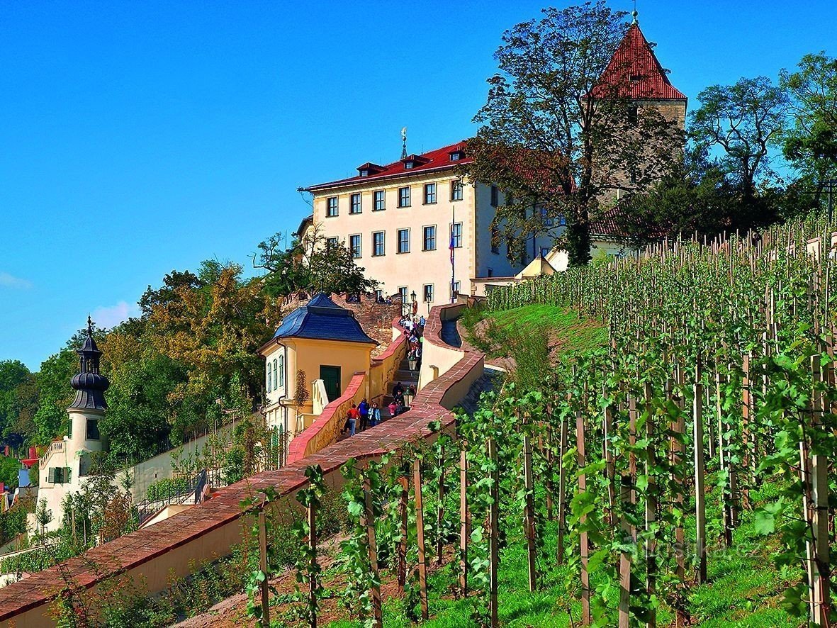 Castelo de Praga: vinhedo de São Venceslau