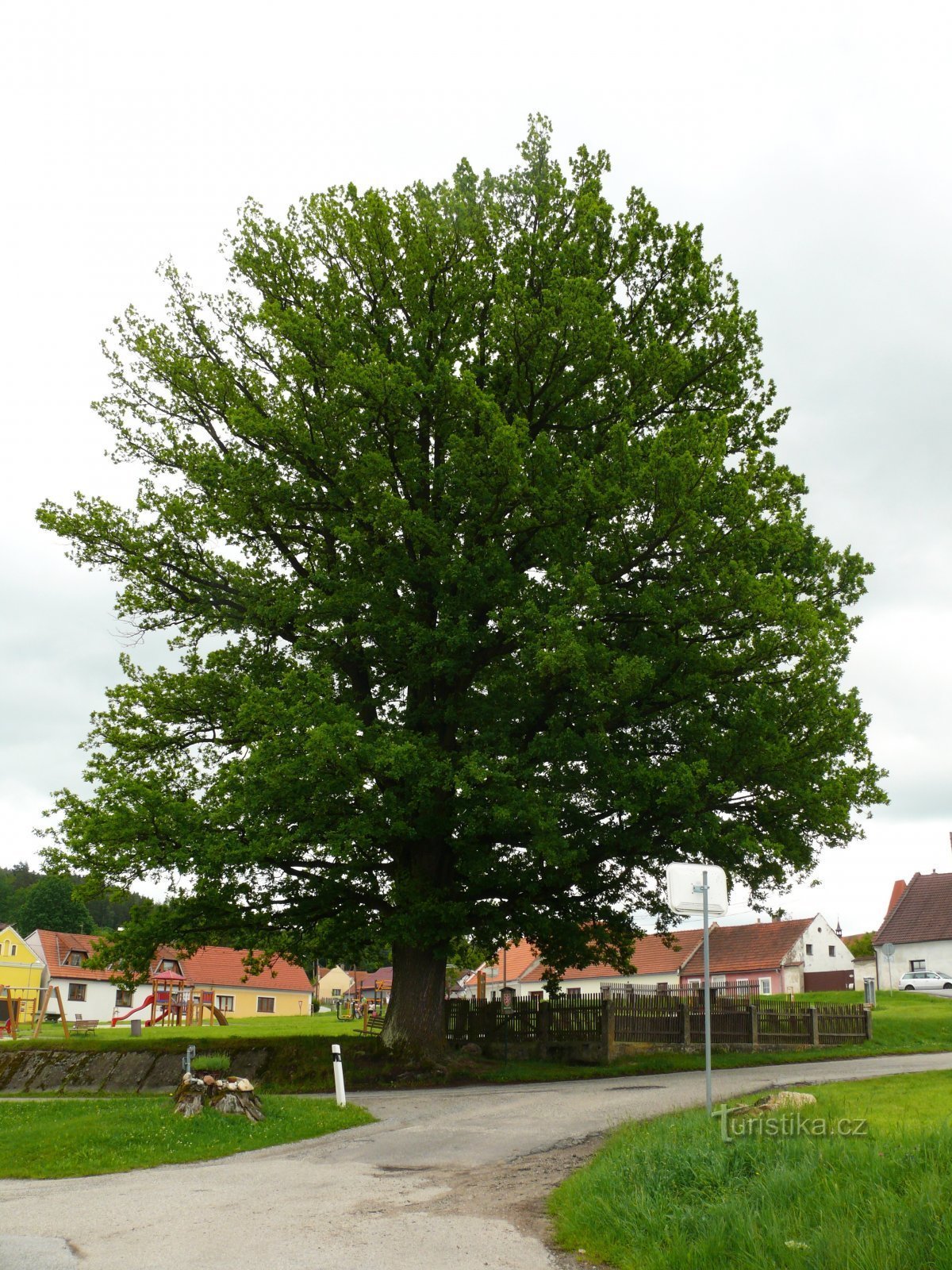 In front of the oak, in the middle of the intersection, we see the stump of the former neighbor of the memorial oak