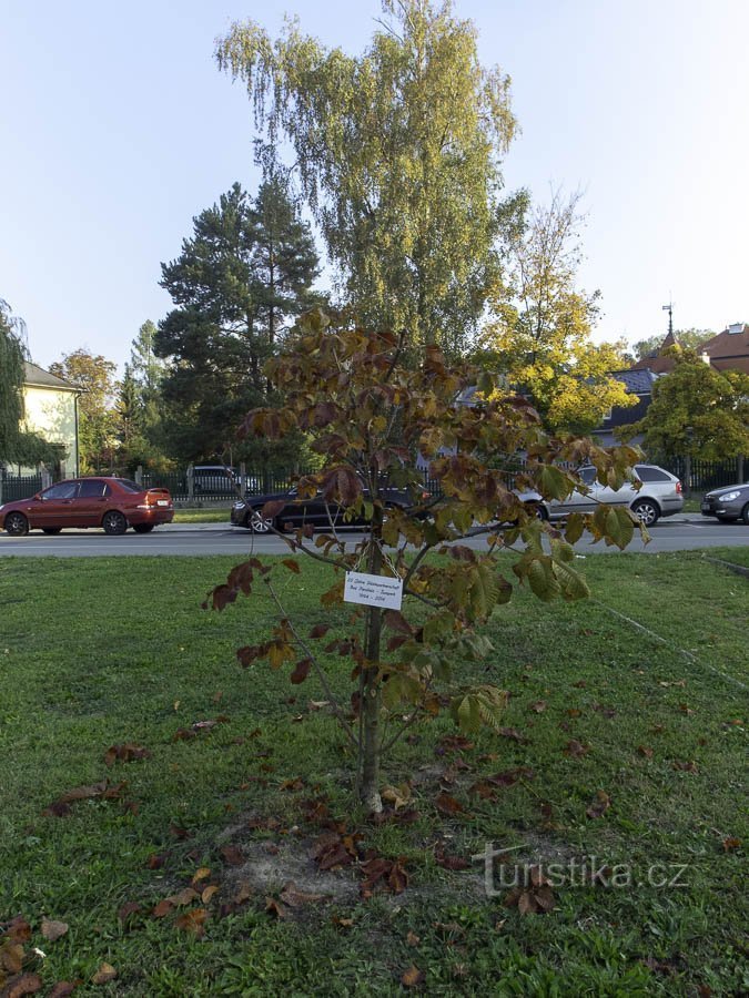 Există câțiva copaci memoriali în fața sălii de sport – cei destul de proaspeți