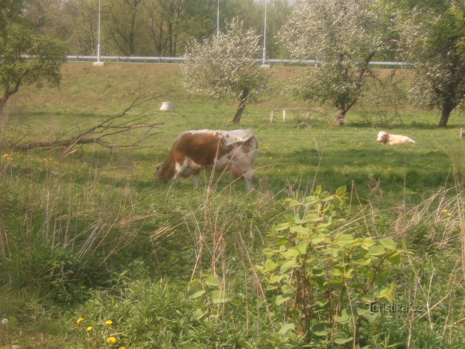 In front of the last ferry farm, NA Náhonu street