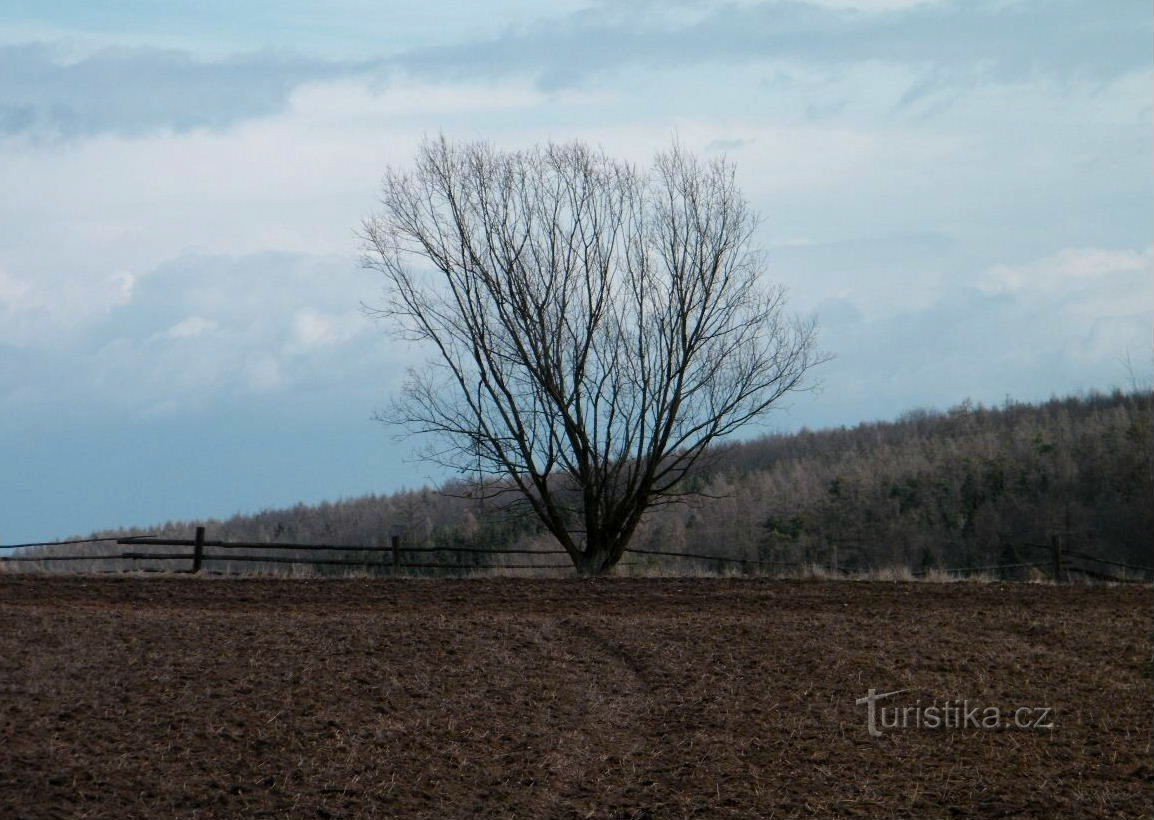 árvore pré-primavera nos campos