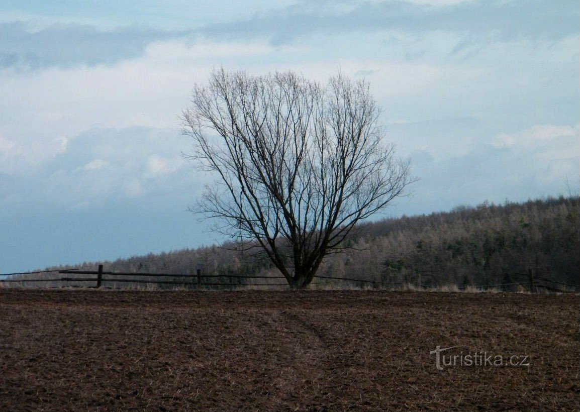 albero pre-primaverile nei campi