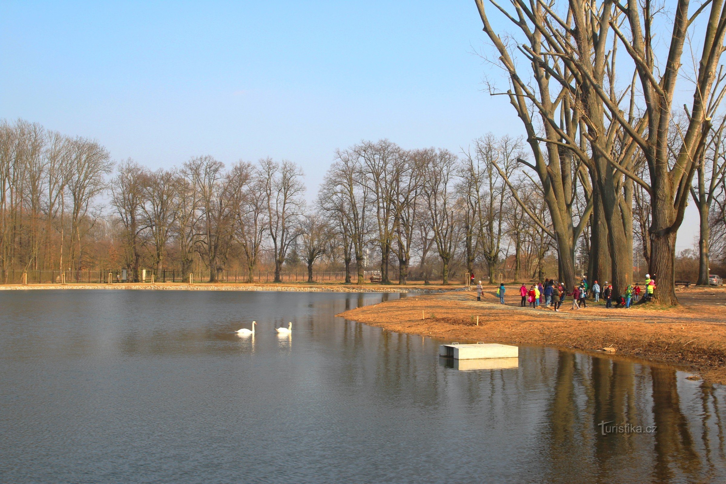 Přední část rybníka se vzrostlými topoly, v zadu za rybníkem lipová alej vedoucí