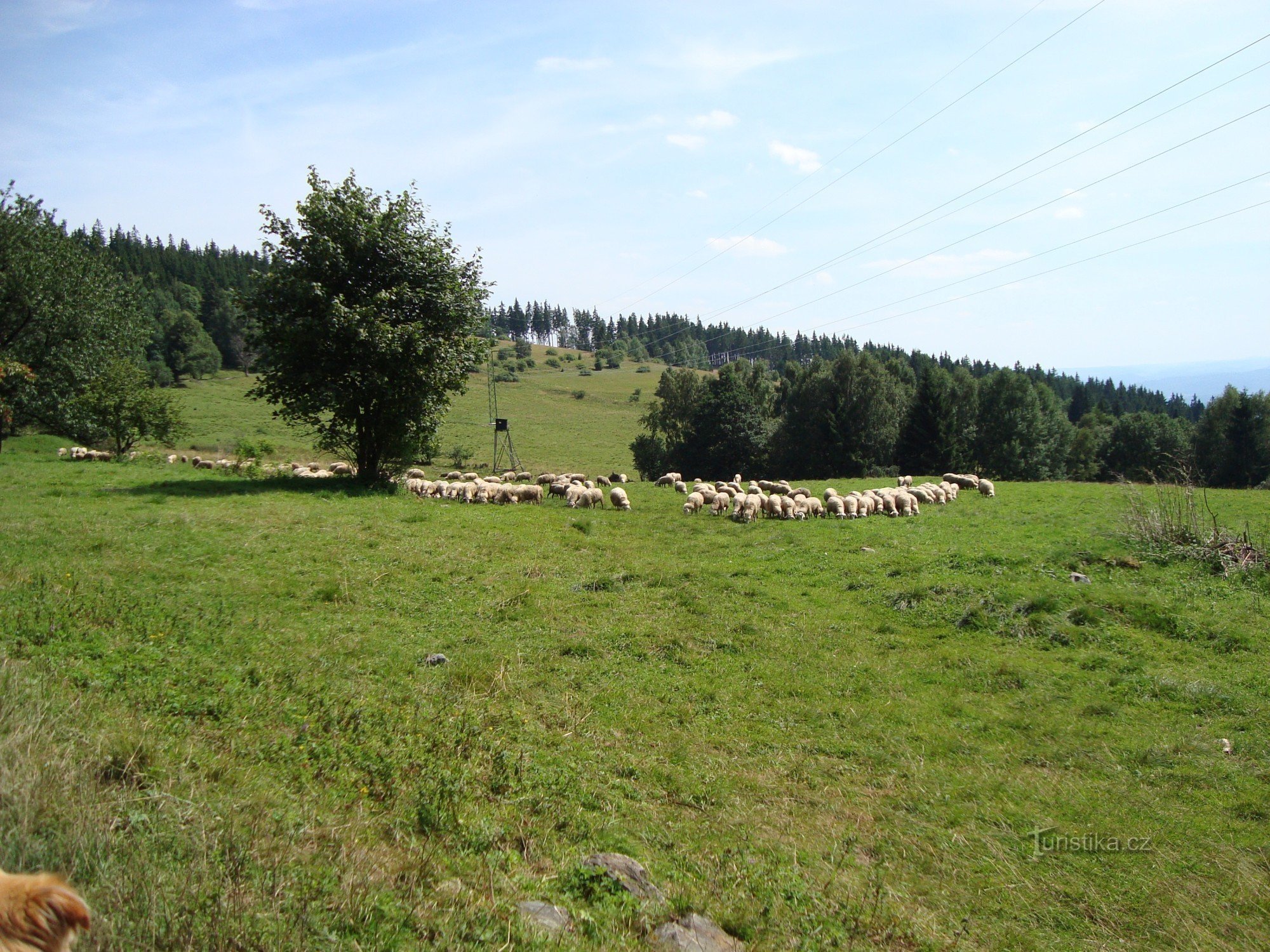 Přes ovčín na Popovský kříž