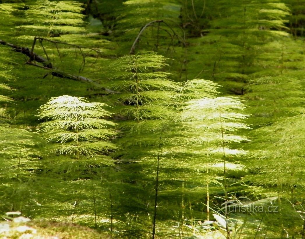 horsetails