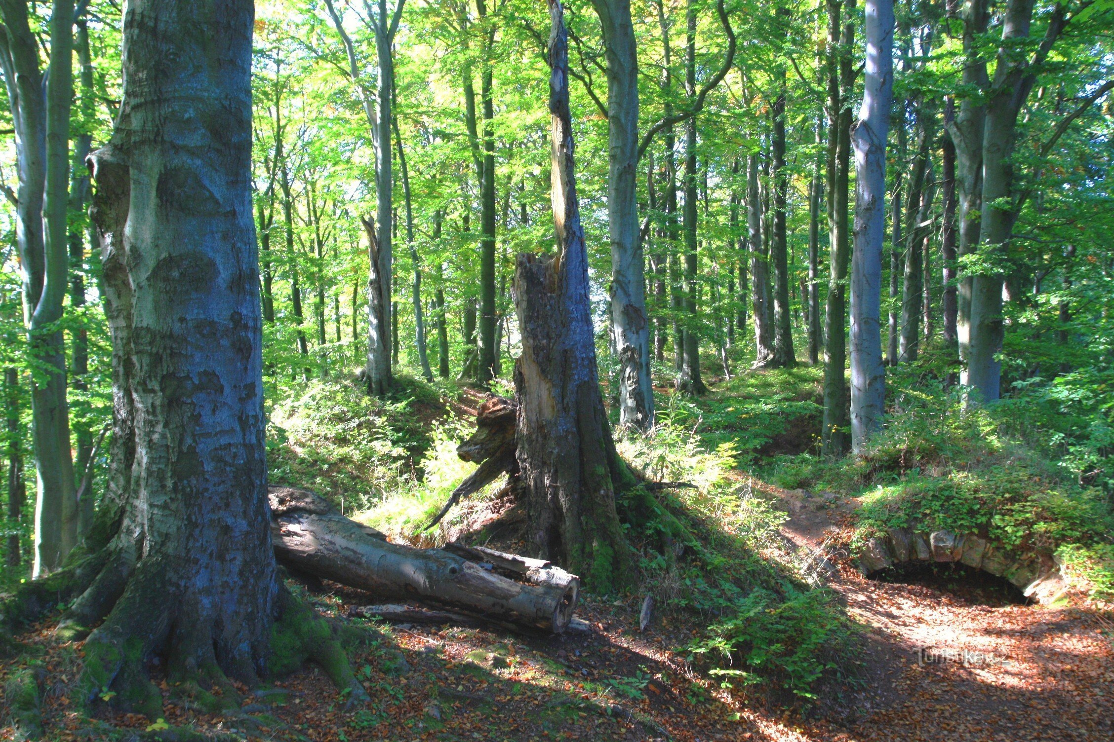 Přestárlá bučina v okolí vrcholu