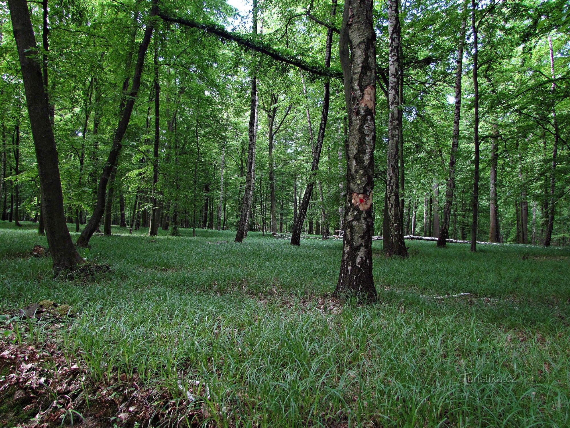 Prestavlcký skog