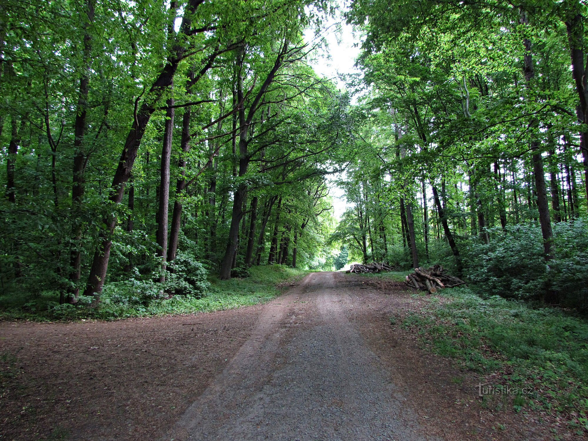 Prestavlcký forest