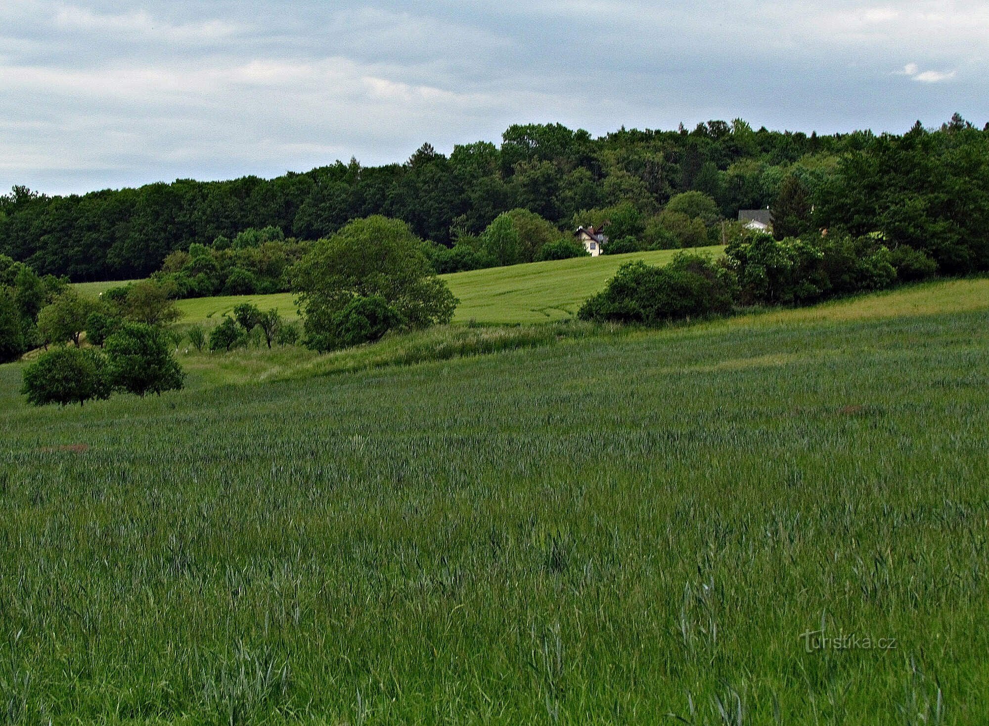 foresta di Prestavlcký