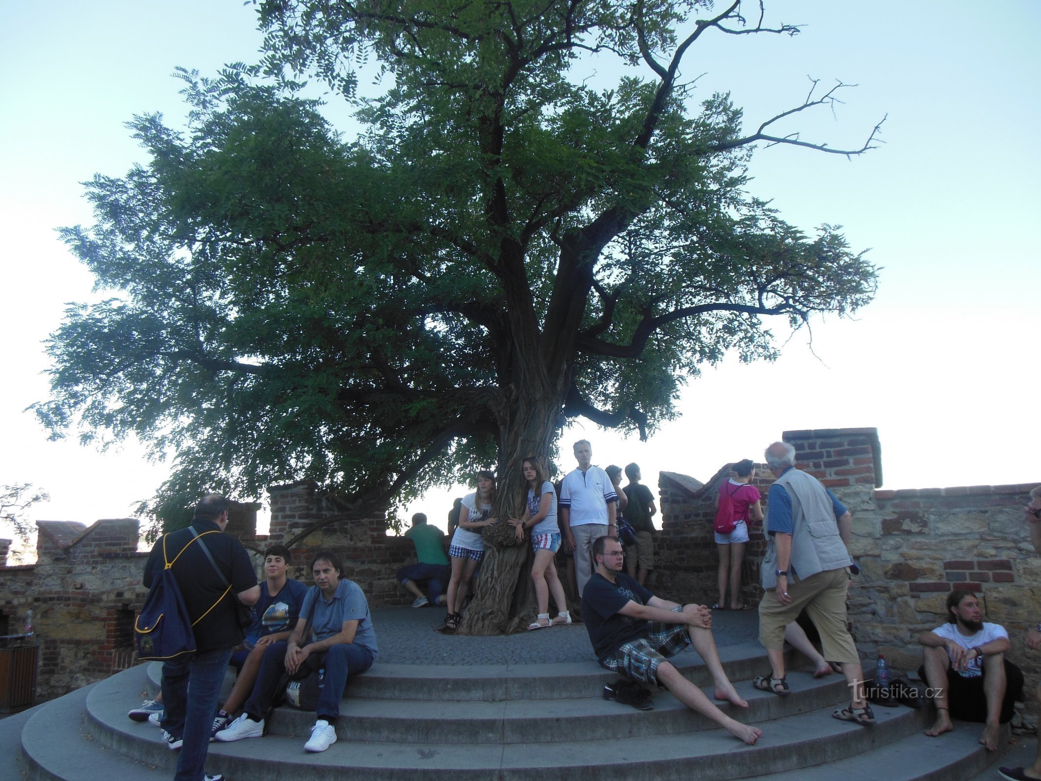 am Baum mit unserem Großvater, der unser erster Führer nach Prag war