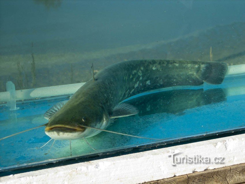 釣りの間、池の住民も見ることができます