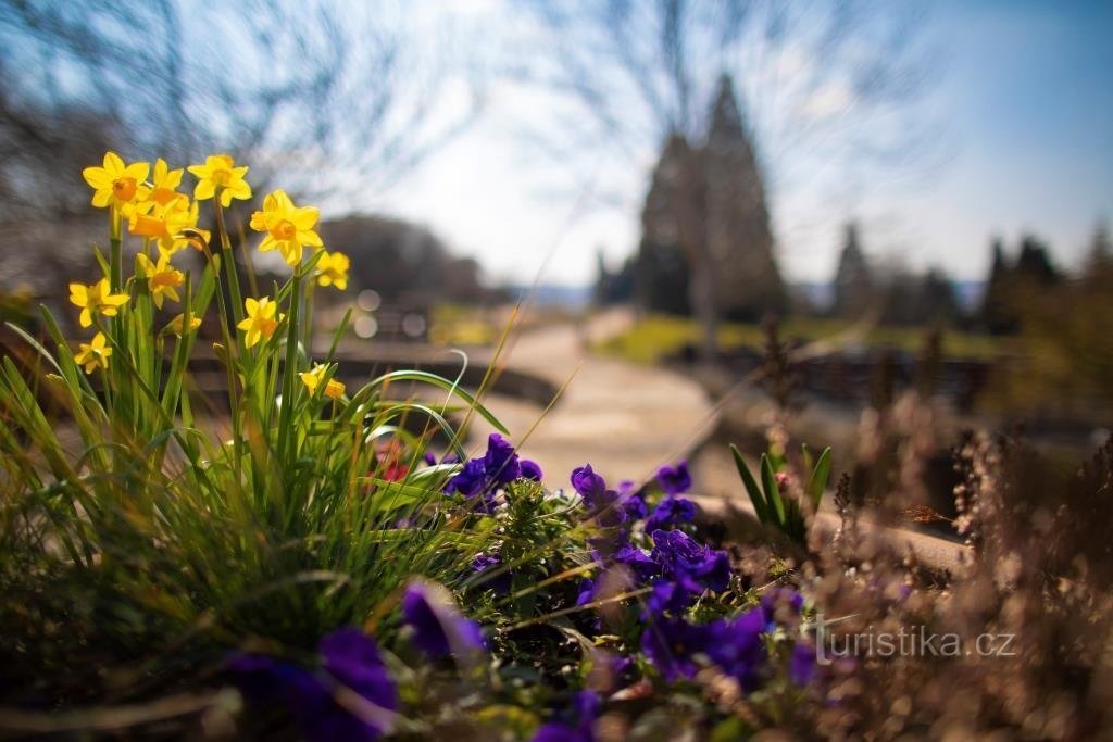 Intresserade kan följa vårens ankomst i Trojans botaniska trädgård på hemsidan och på Facebook