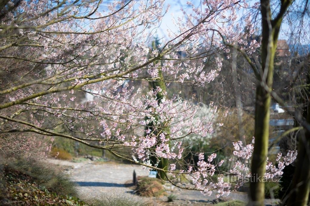 Los interesados ​​pueden seguir la llegada de la primavera al Jardín Botánico de Troya en la web y en Facebook