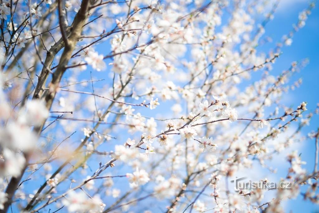 Los interesados ​​pueden seguir la llegada de la primavera al Jardín Botánico de Troya en la web y en Facebook