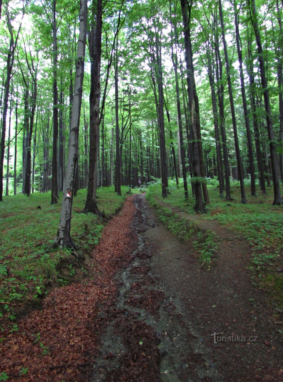 Transverse Hill - Tuot