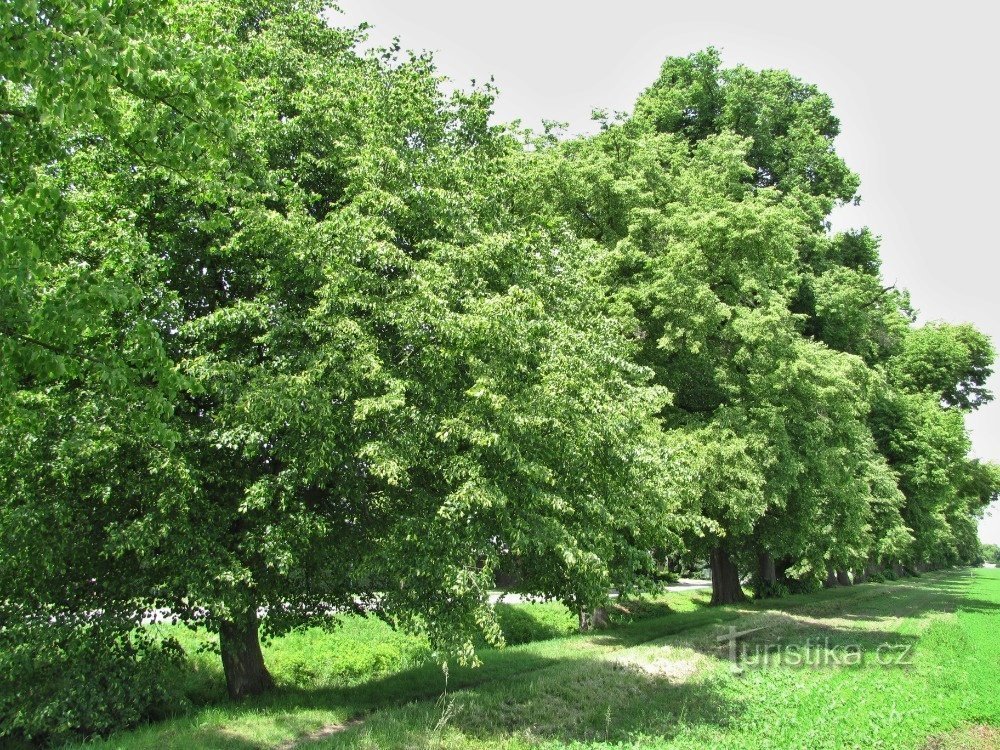Commands / Náklo - linden tree row