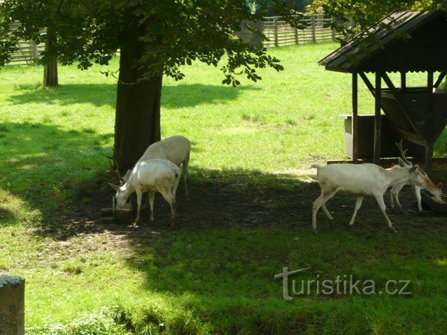 Feeding white deer