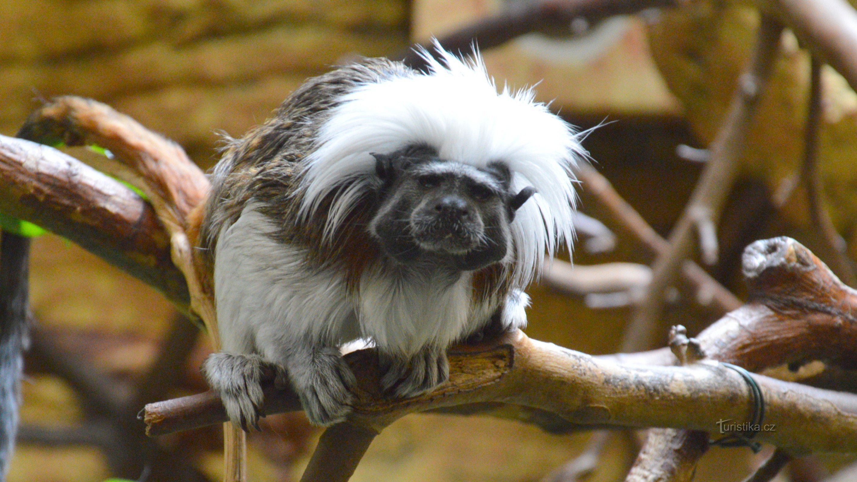 Primate Tamarin pellizcos