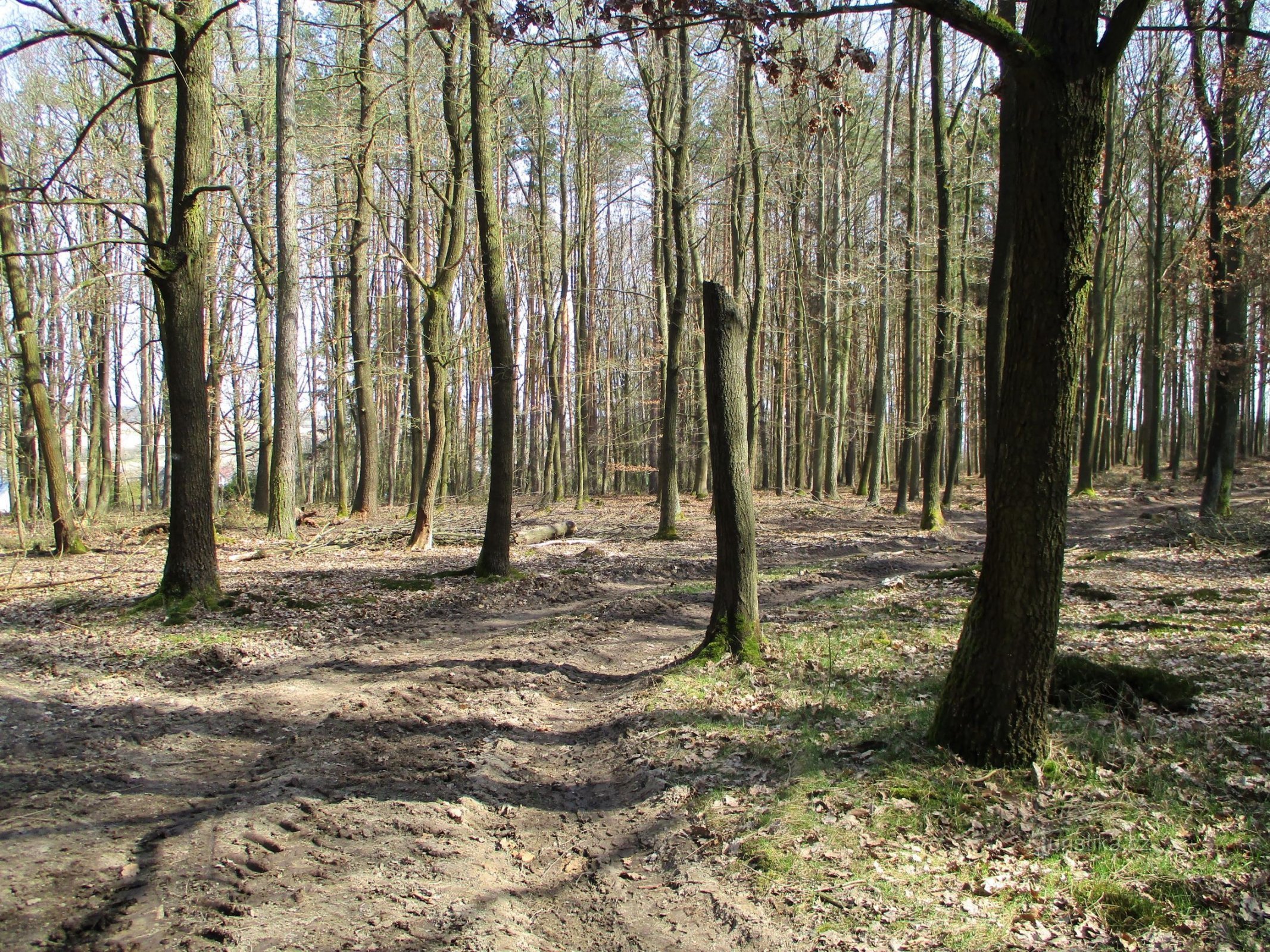 Přímský les nad Stežírké (27.3.2020. ožujka XNUMX.)