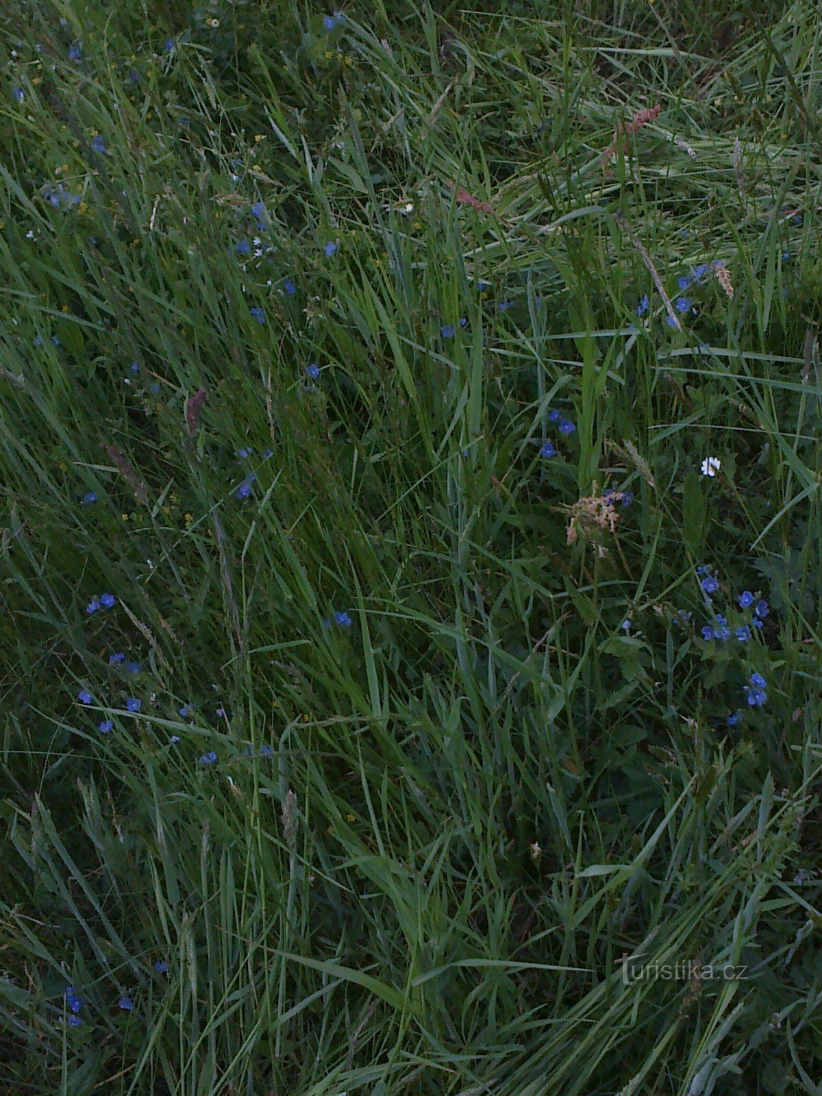 Nature at Lomná