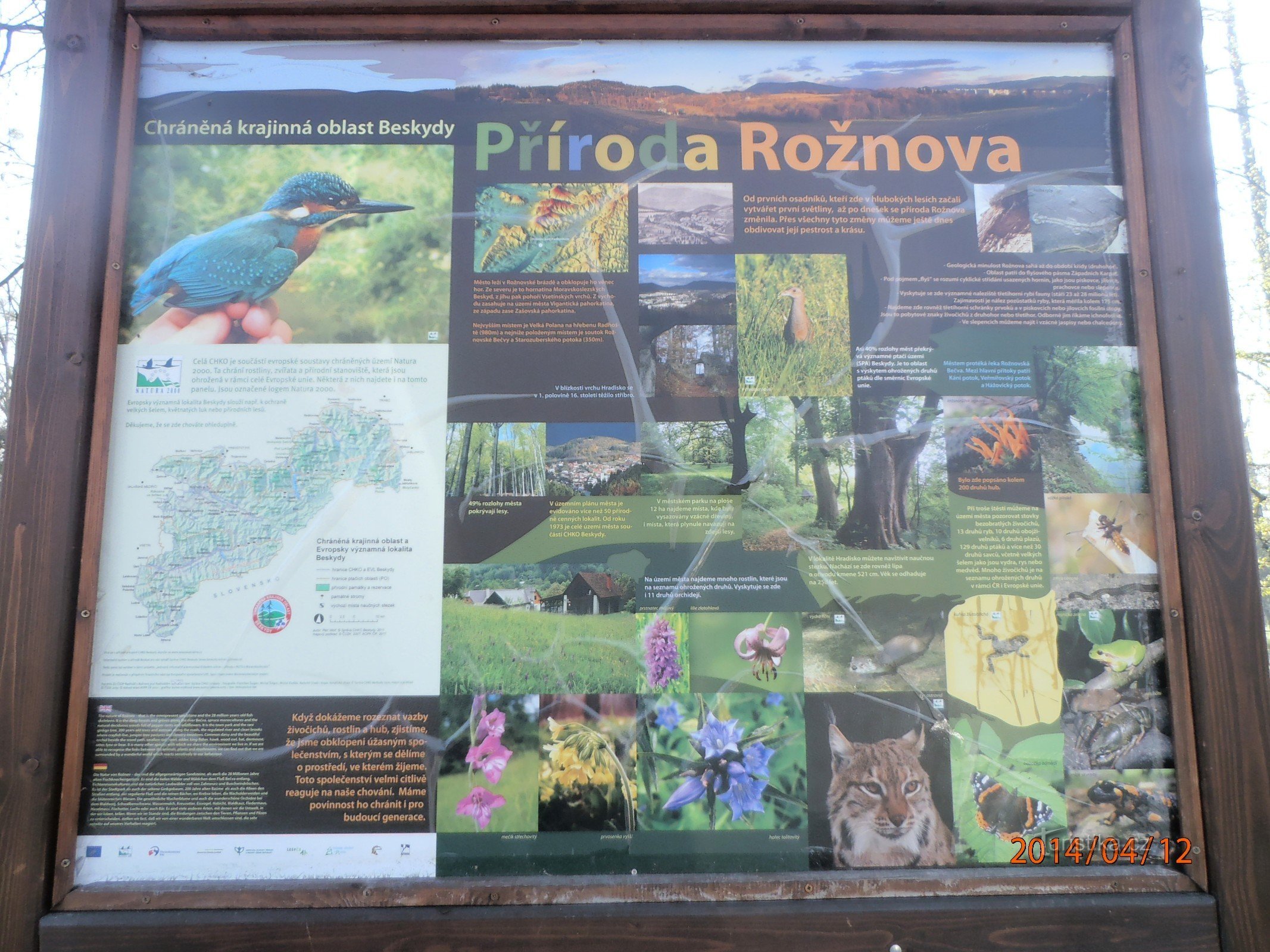 przyroda Rożnowa