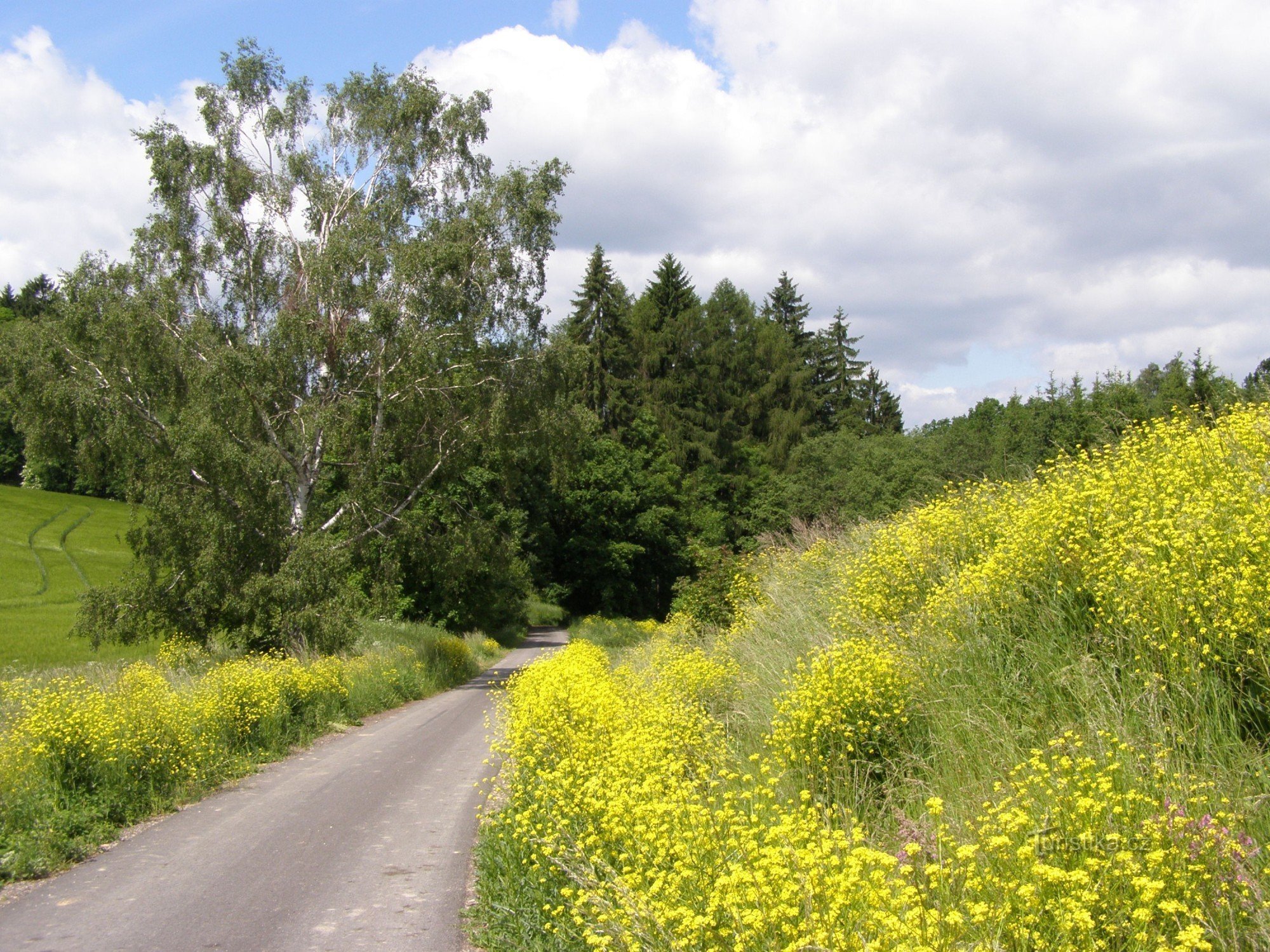 natura nelle vicinanze di Mezilečí