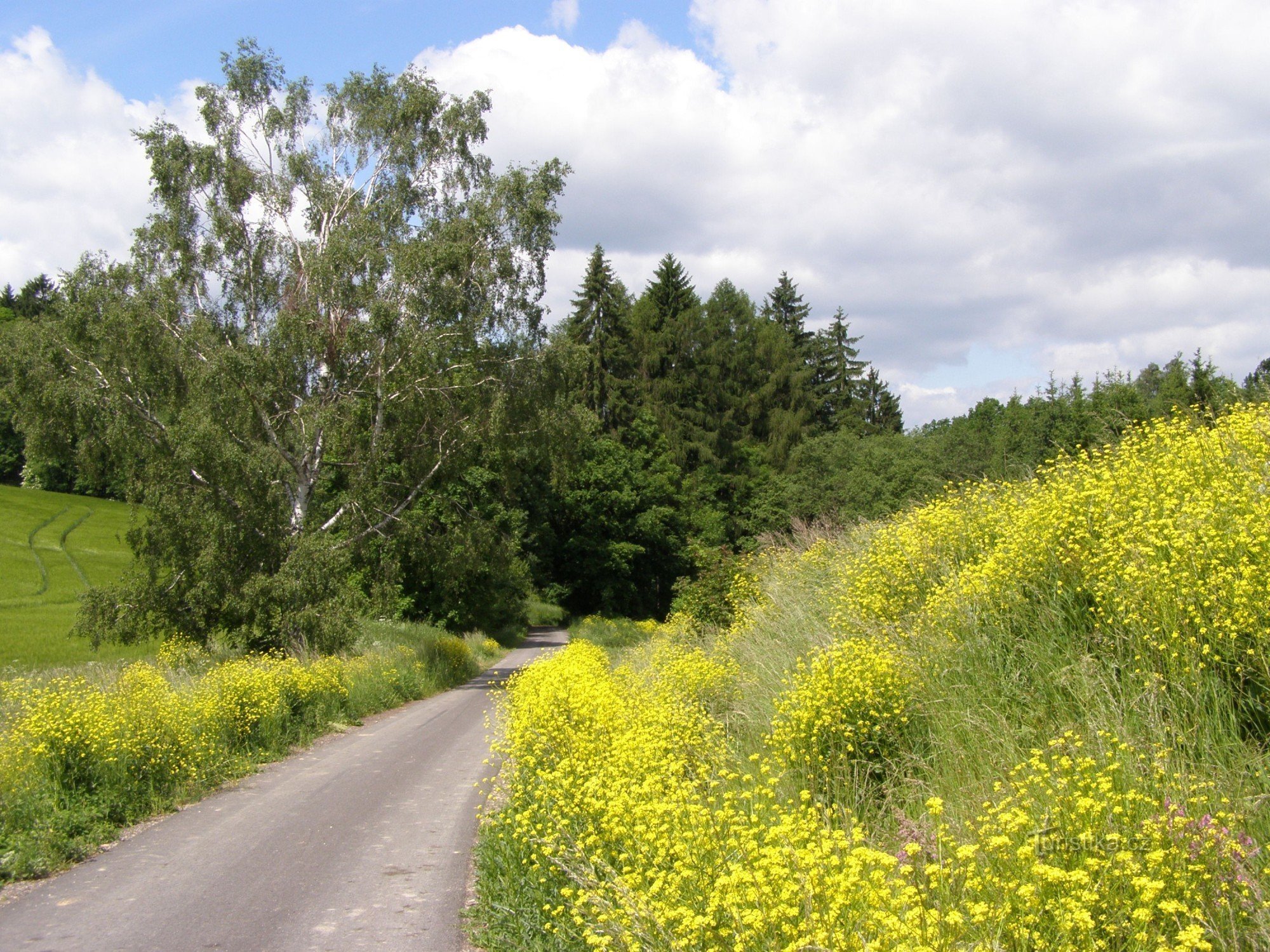 naturaleza en los alrededores de Mezilečí