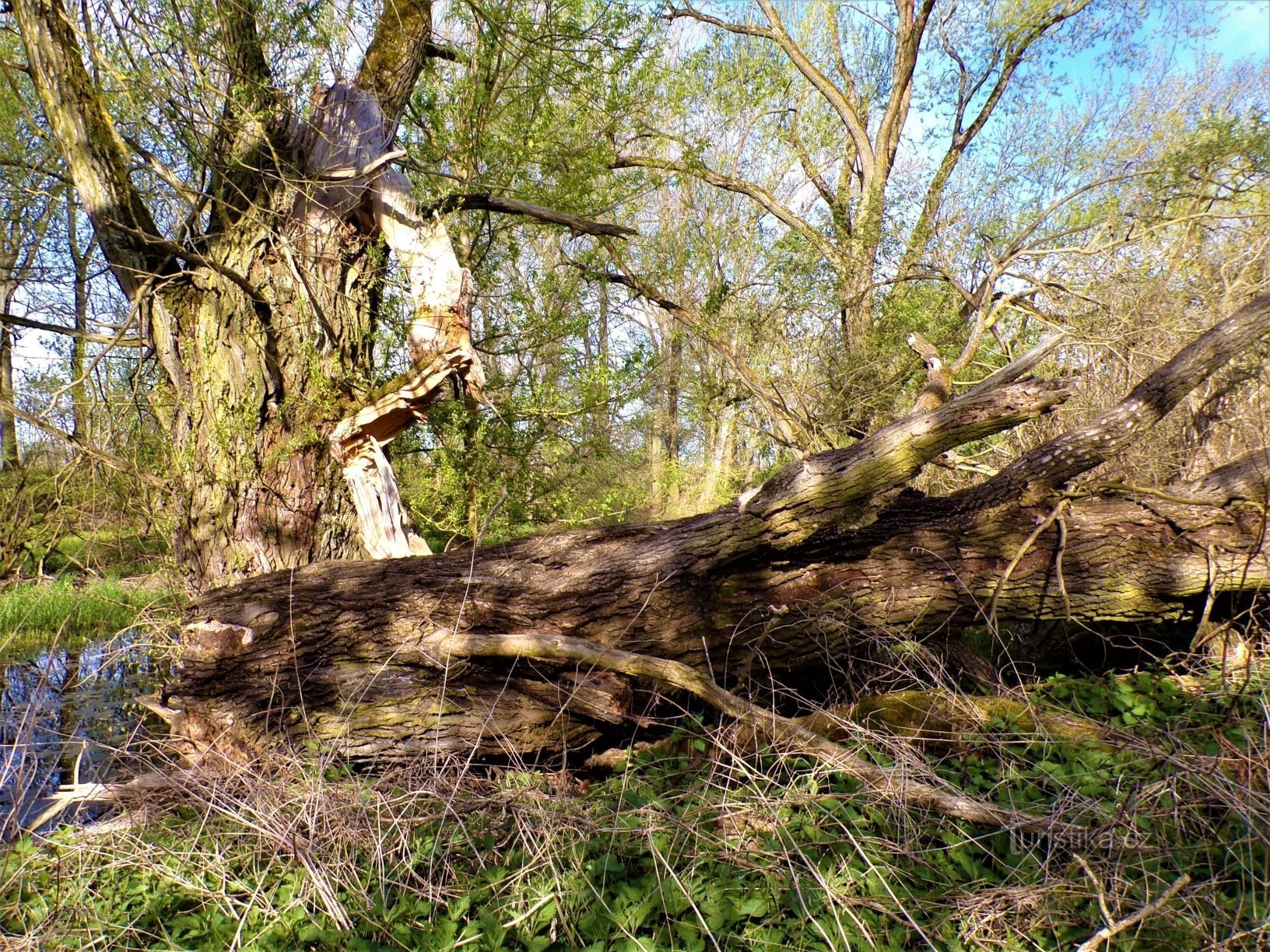 Naturmonumentet "Hrozná" (Opatovice nad Labem, 9.5.2021/XNUMX/XNUMX)