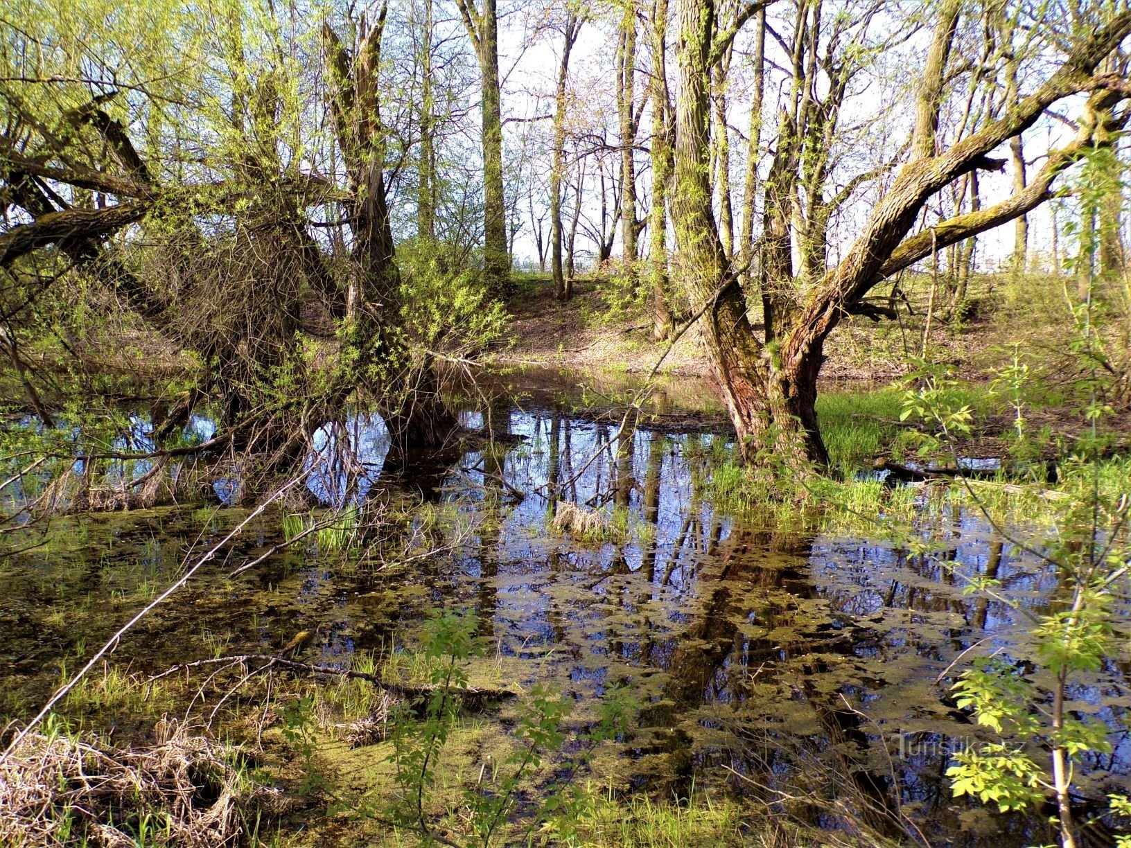 Monumento naturale "Hrozná" (Opatovice nad Labem, 9.5.2021/XNUMX/XNUMX)