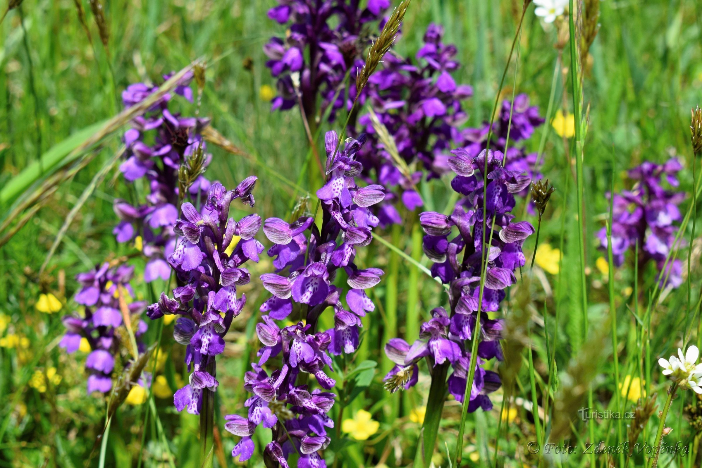 Kozének naturmonument.