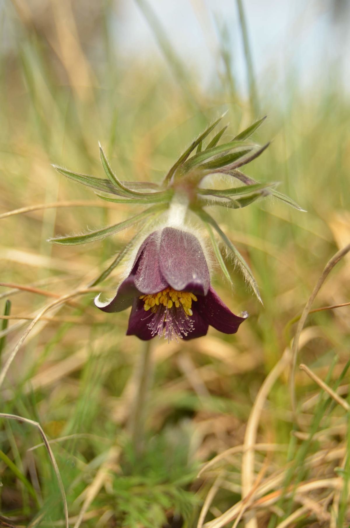 Luonnonmuistomerkki Pod Veselovem