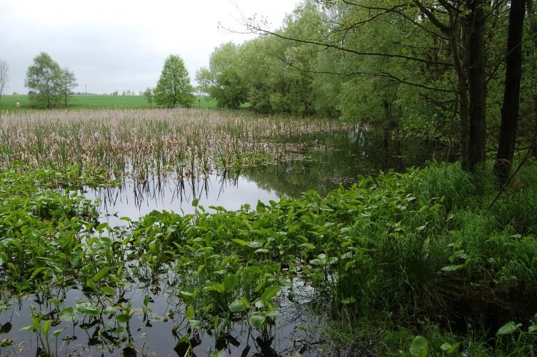 Monument naturel Rybníček u Studený