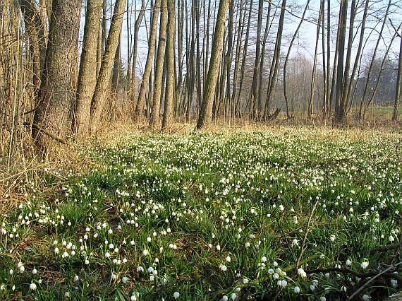 Přírodní památka Třebichovická olšinka