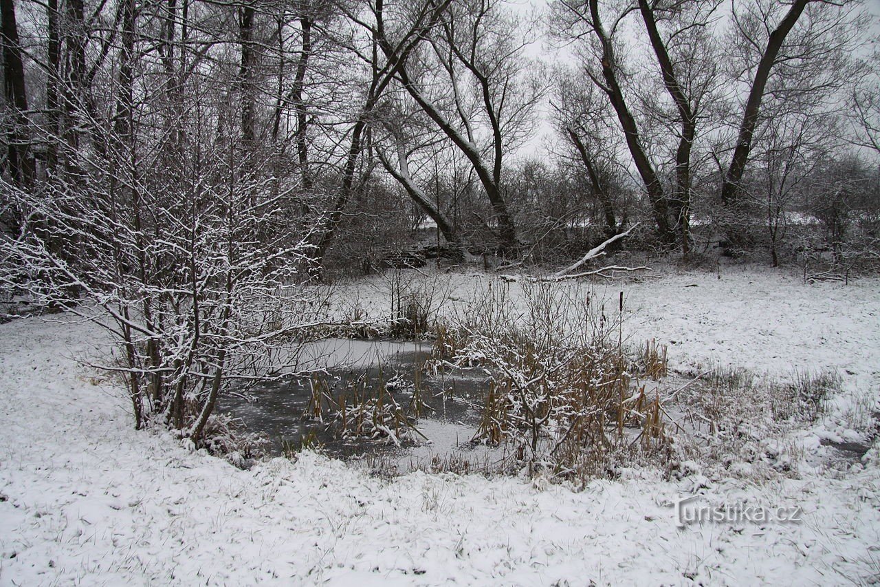 Naturmonumentet Tűně u Hajská