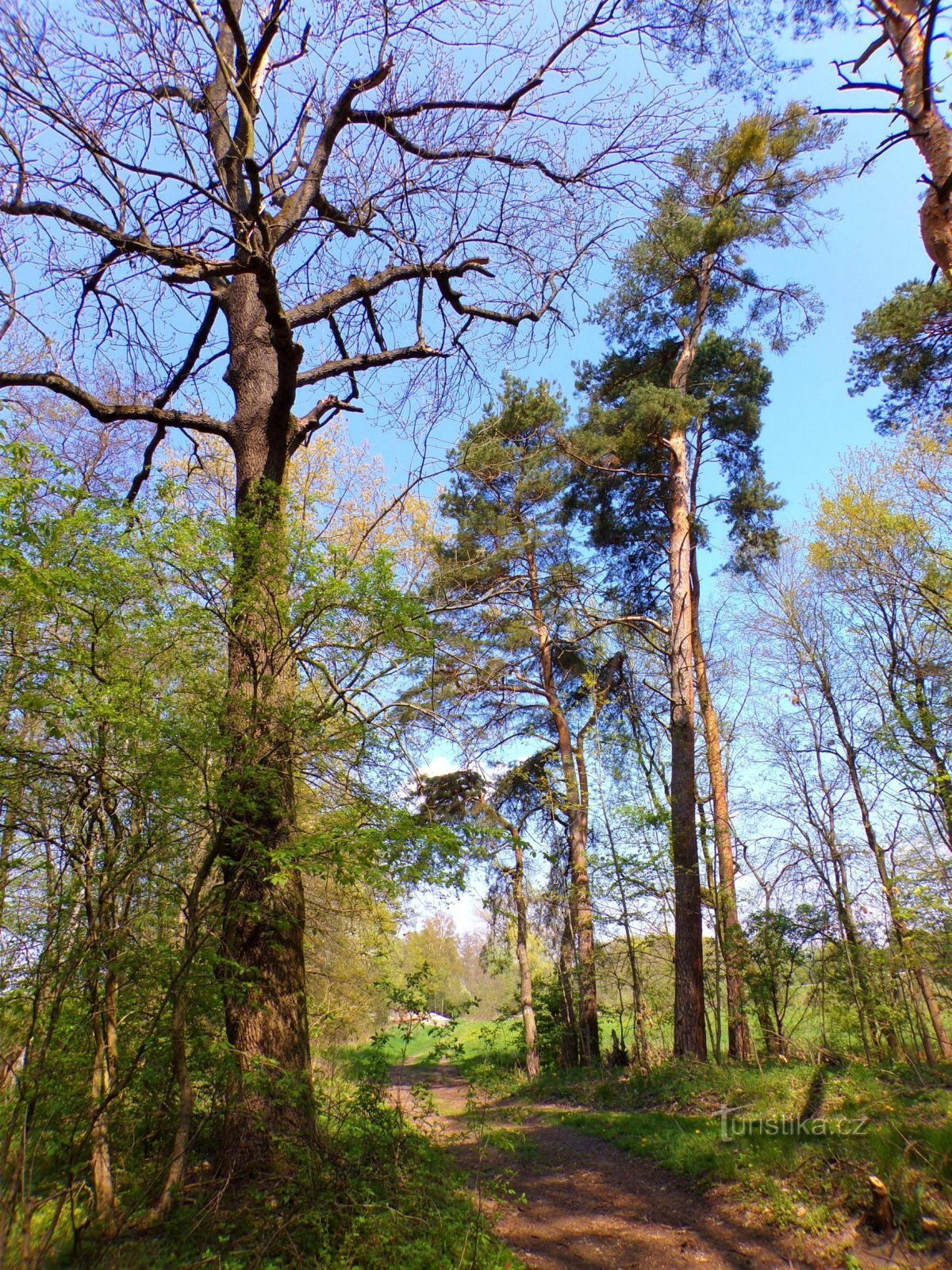 Monumentul naturii U Pohránovského rybníka (Pohránov, 4.5.2022)