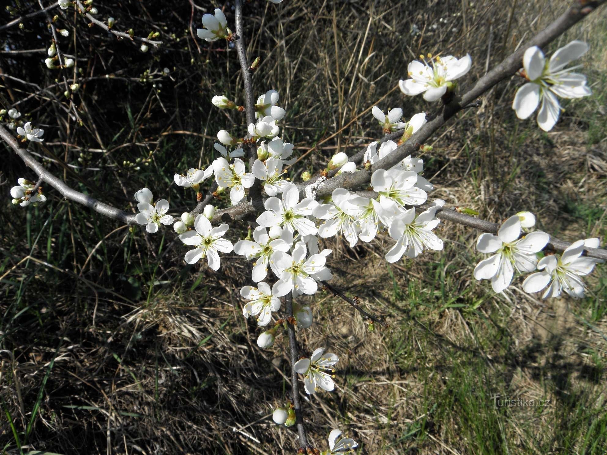 Monumentul naturii Vinohrady - înflorirea porcului - 18.4.2012