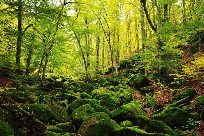 Vlčí rokle naturmonument