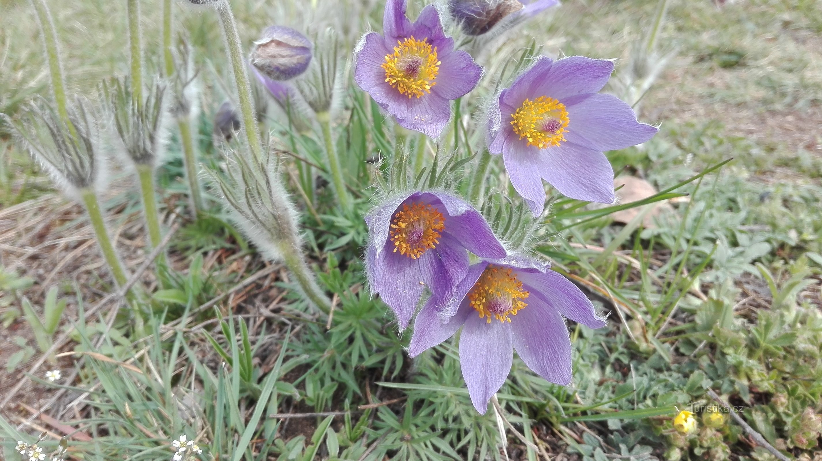 Naturpark Kobylinec nær Trnava.