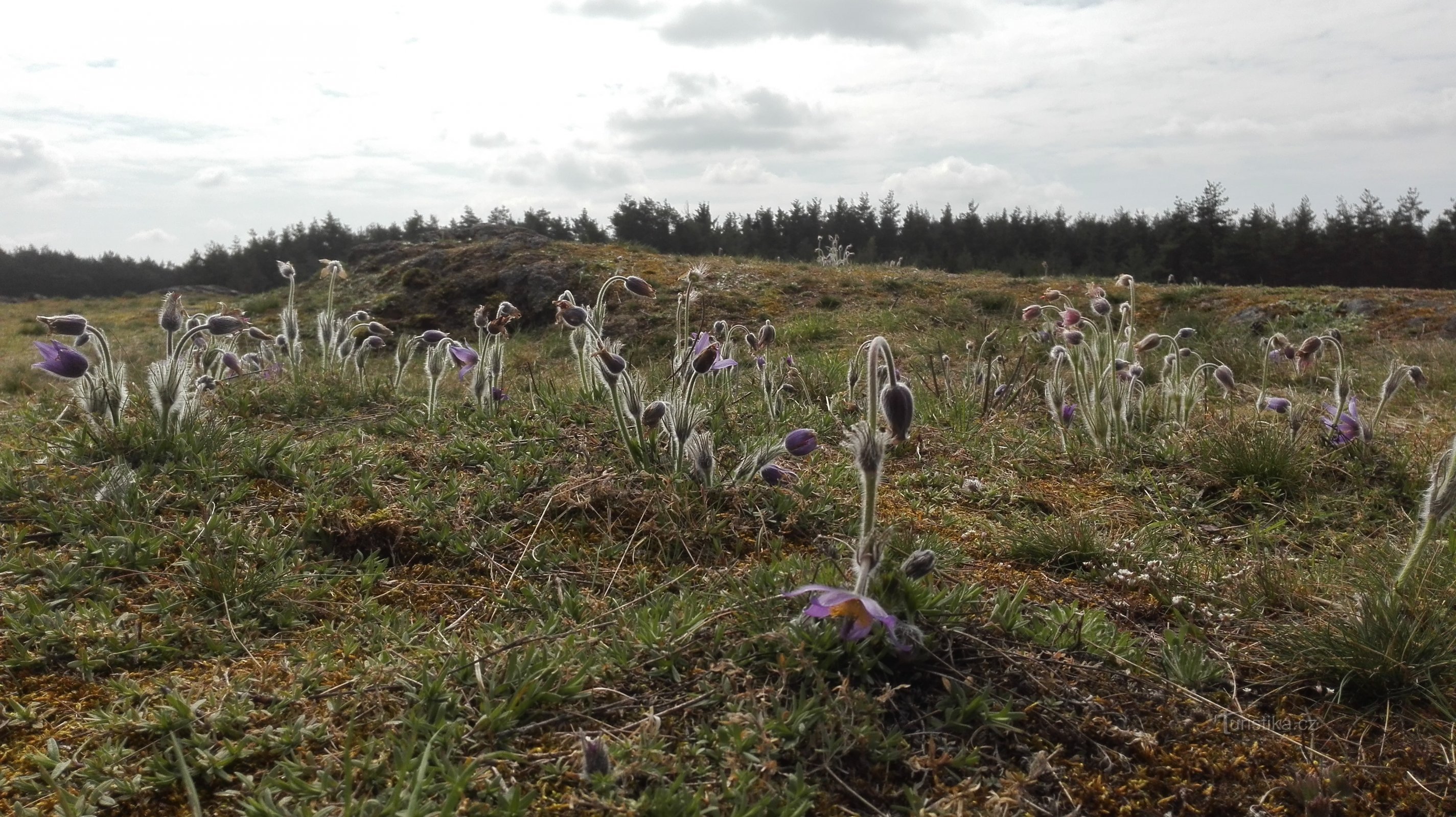 Naturpark Kobylinec nær Trnava.