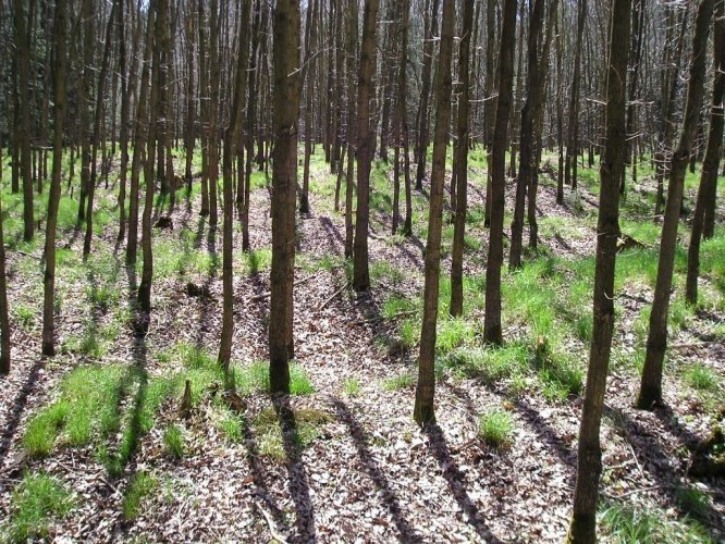 Naturreservat Bažantnice nær Pracejovice