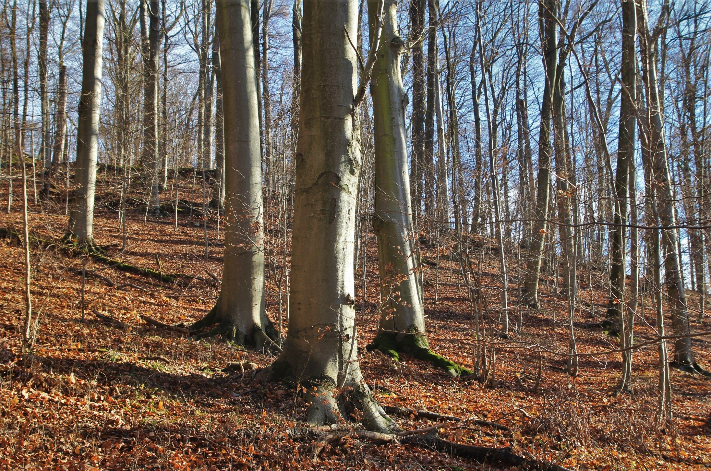 Drínová nature reserve