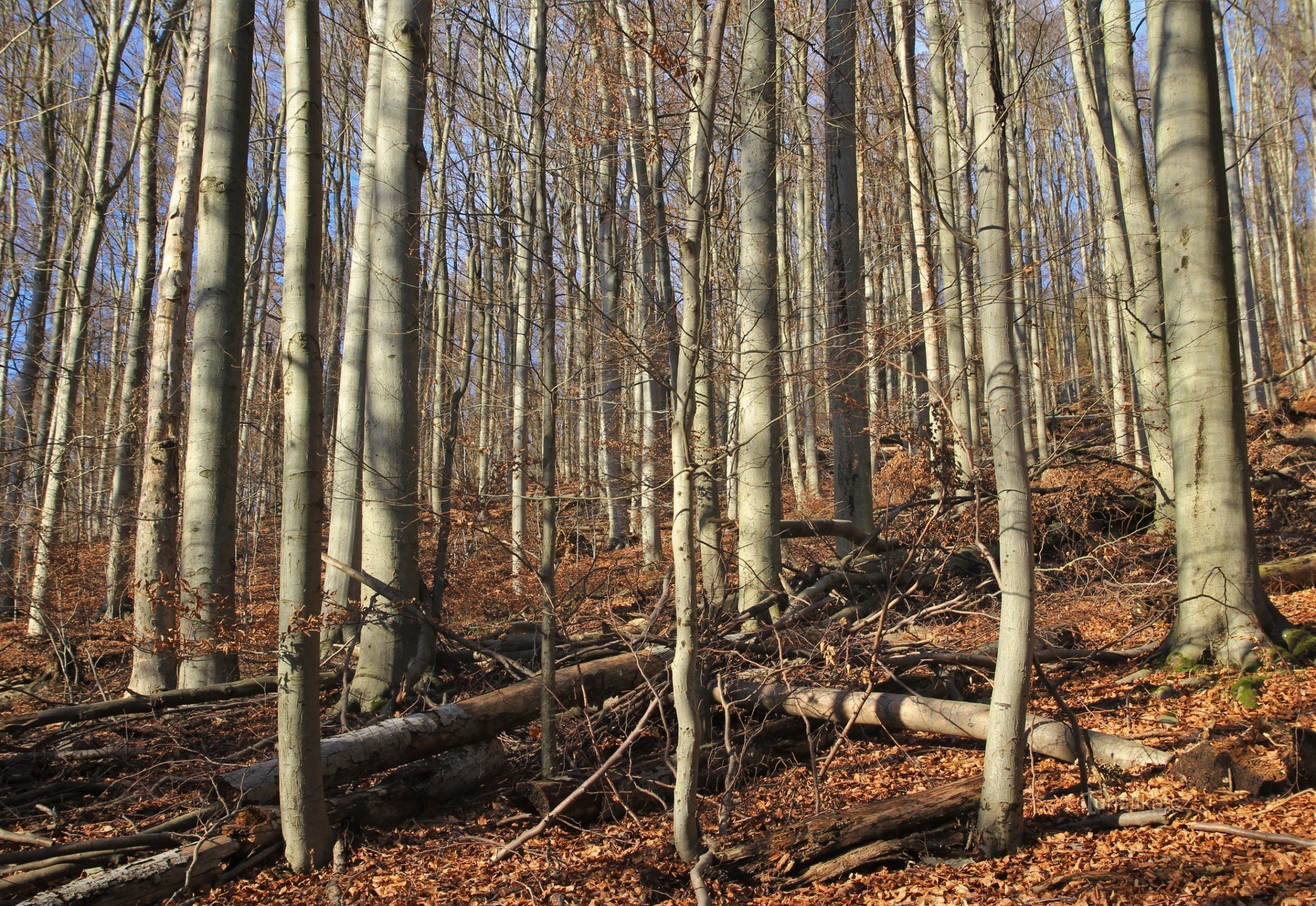 Rezervația naturală Drínová