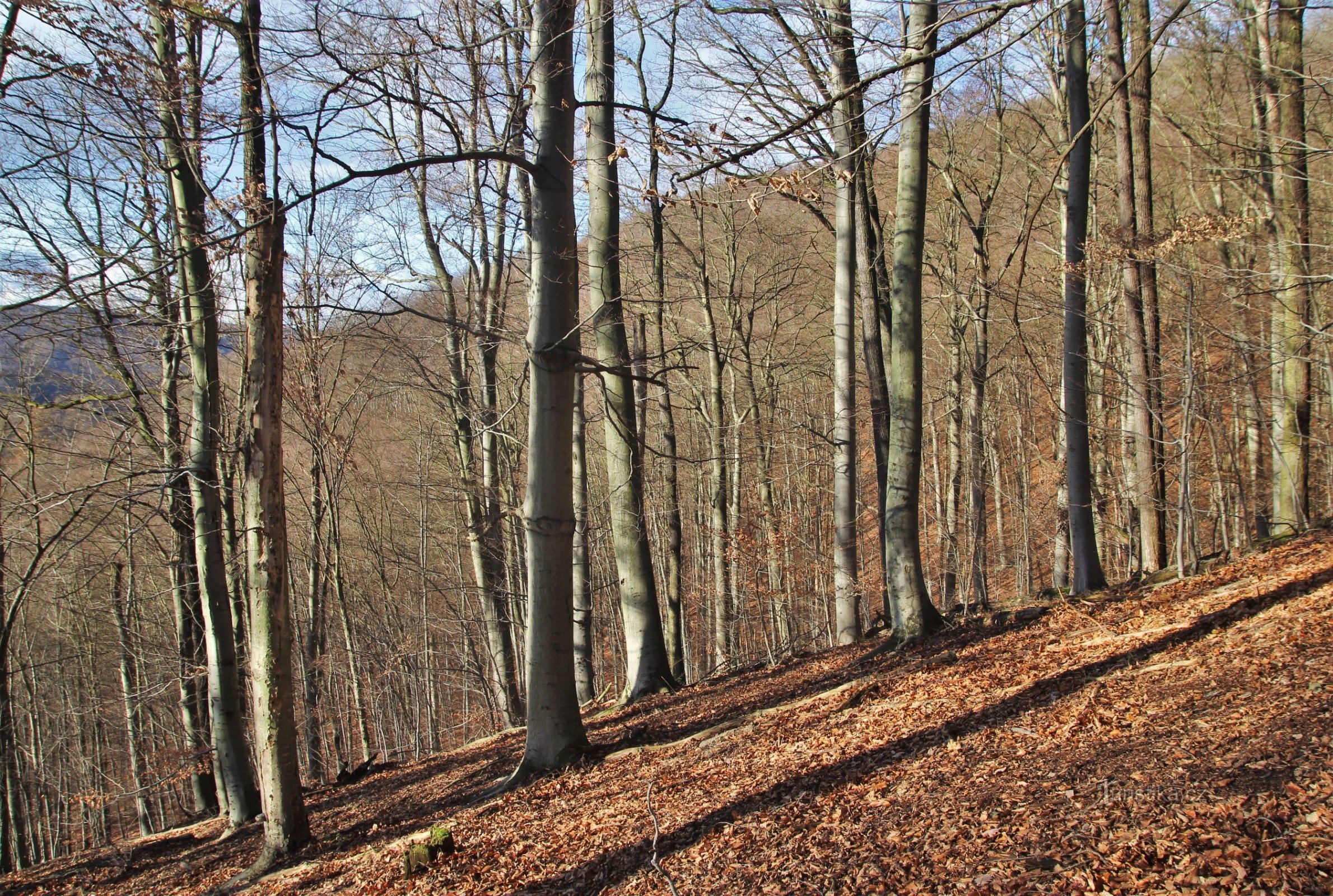 Drínová nature reserve