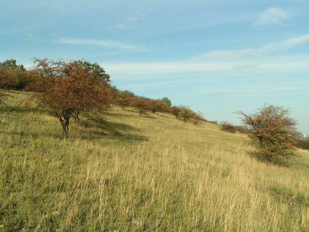 Přírodní rezervace Dřínovská stráň