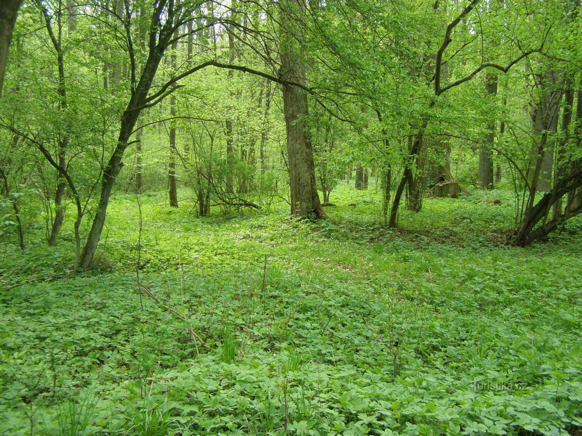 Naravni rezervat Dubno