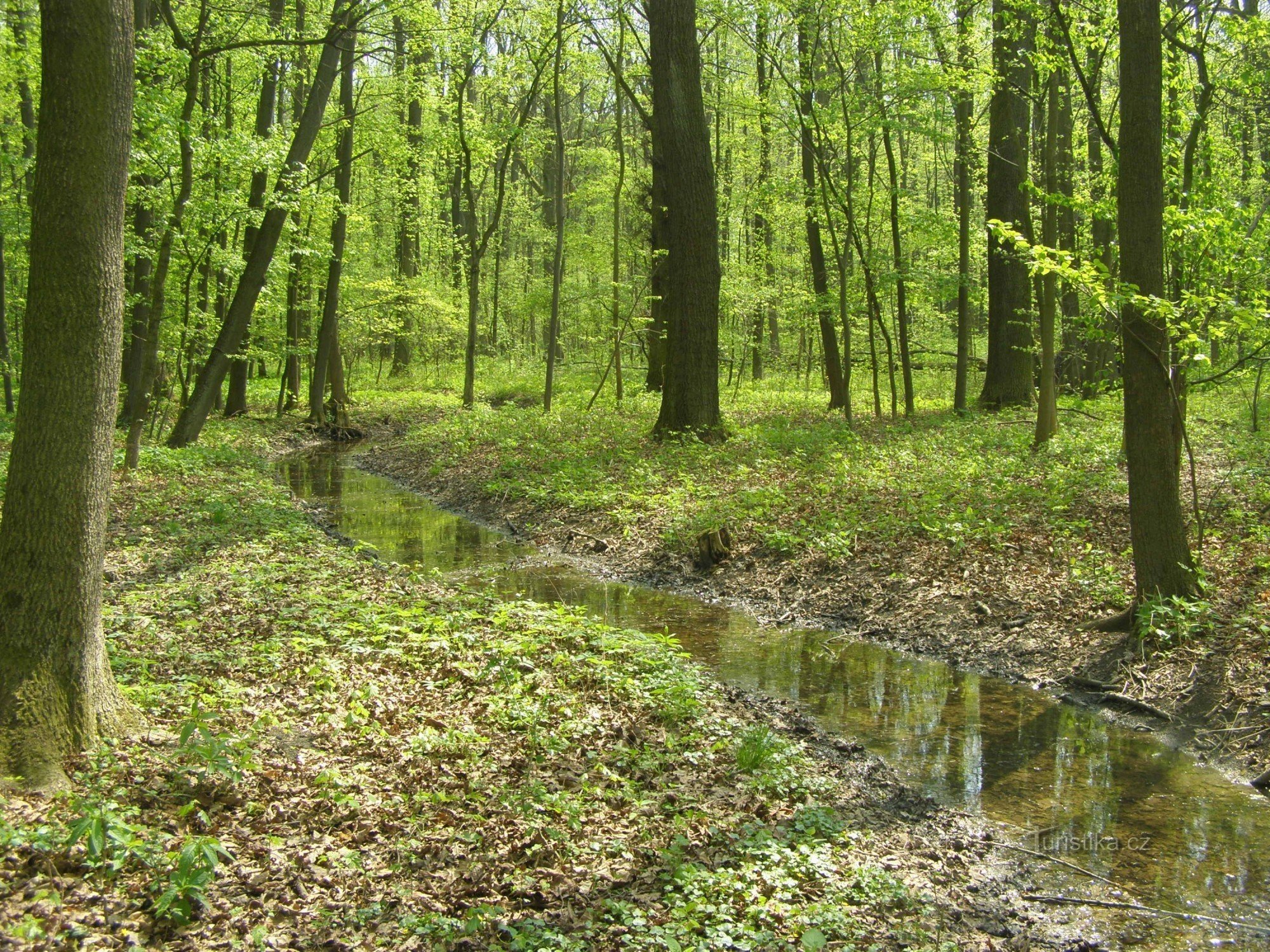 Nature reserve Dubno