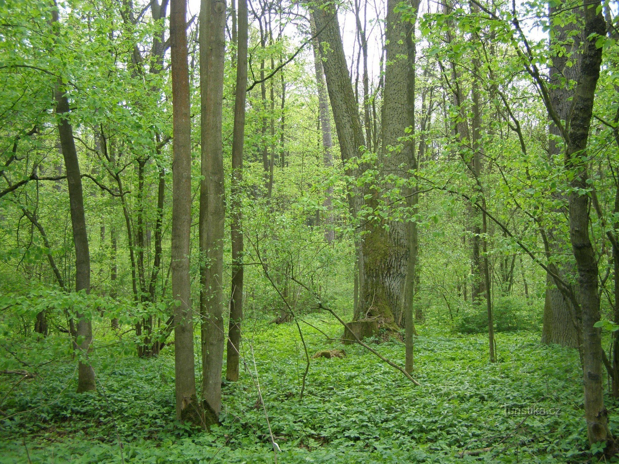 Reserva natural Dubno